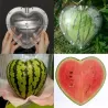 Square - Heart Shape - Watermelon Shaping - MoldKitchen