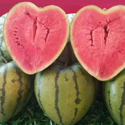 Watermelon Shaping Mold - Heart - SquareKitchen