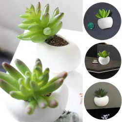 Imanes de neveraImanes decorativos para nevera - decoración de mesa / escritorio - cactus - orquídea
