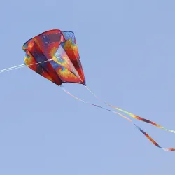 CometaGato colorido al aire libre