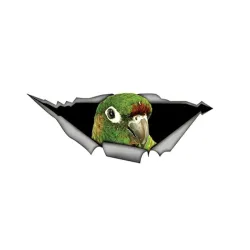 PegatinasLoro 3D verde - pegatina de coche 15 * 6cm